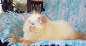 Flame Point Himalayan Kitten  Available NOW!